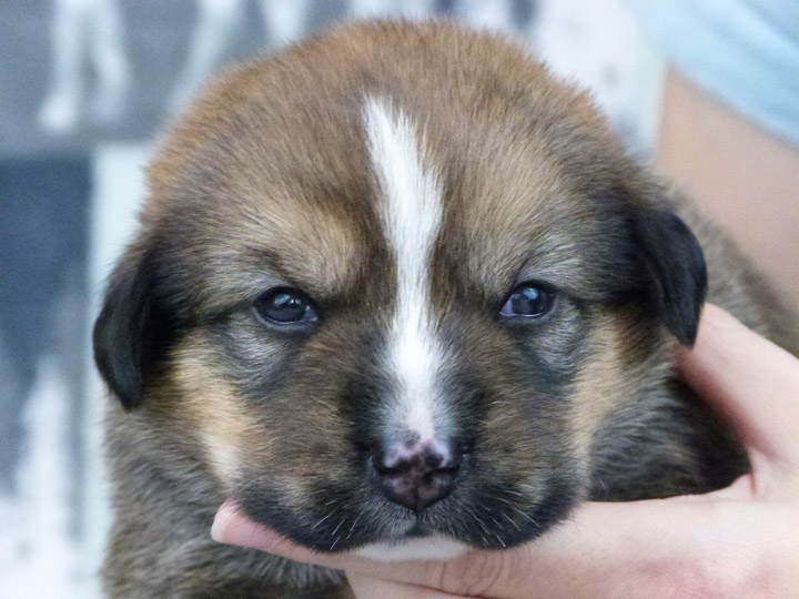 chinook puppy